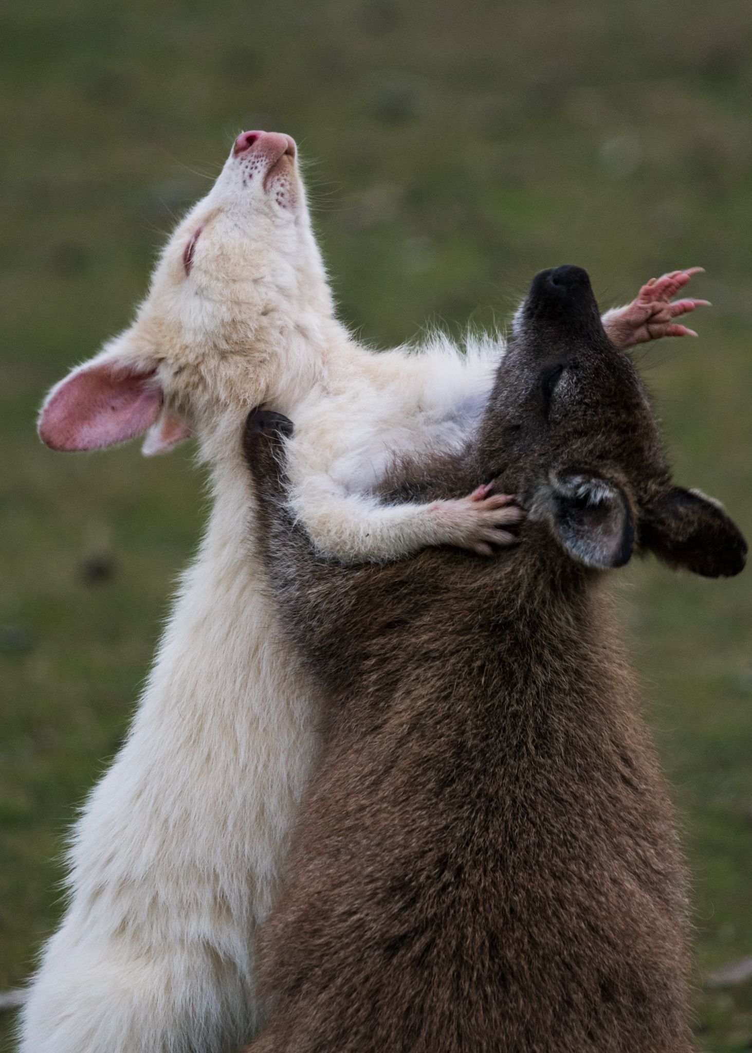 Two white wallabies play-fighting on Bruny Island, Tasmania