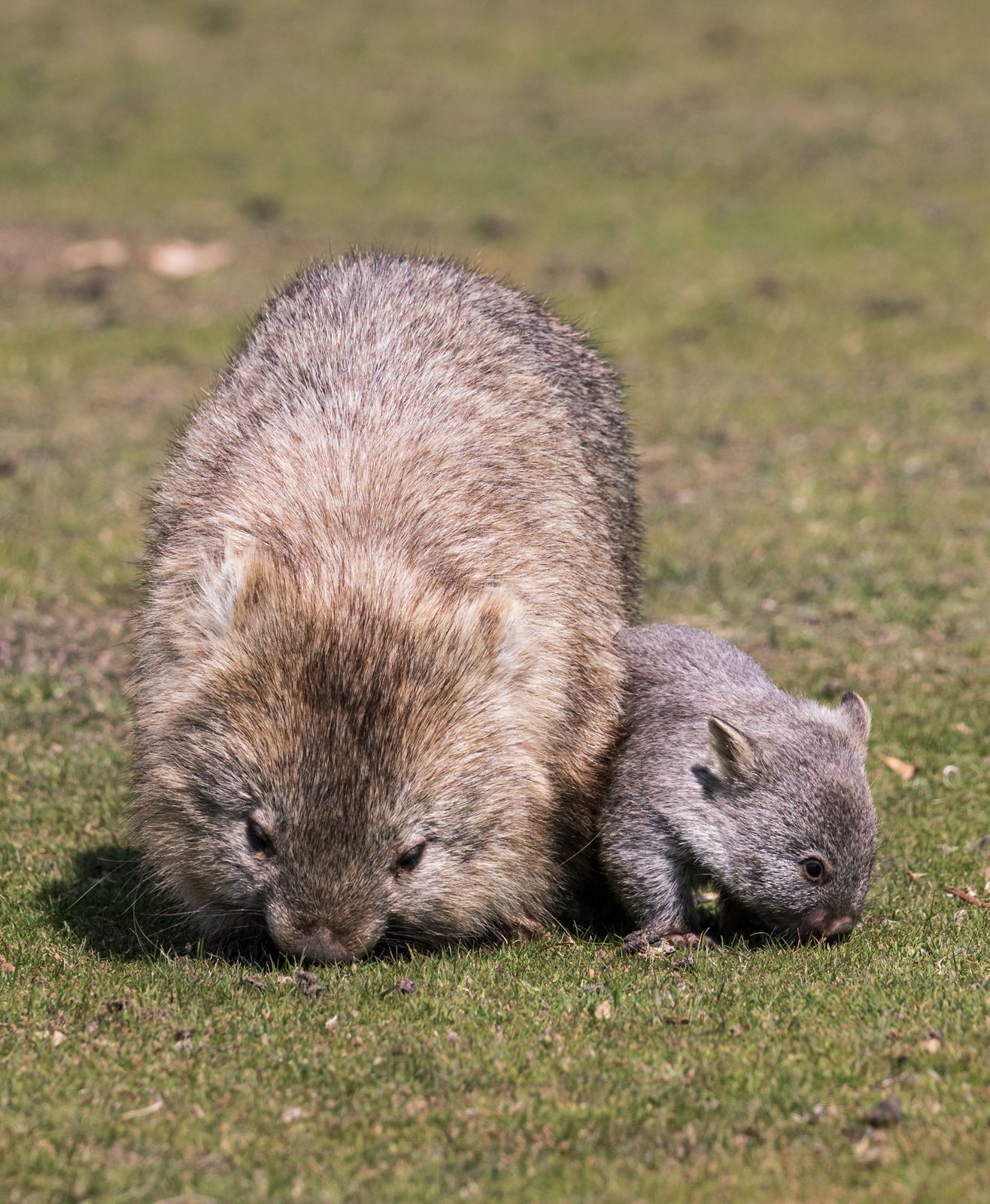 A wombat and her joey grazing on Maria Island, Tasmania
