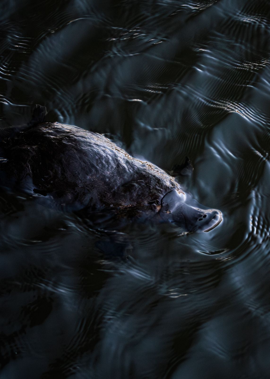 A platypus swimming in the Meander River at Deloraine, Tasmania